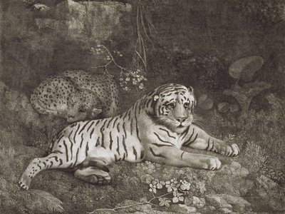 Deux tigres, gravés par l
