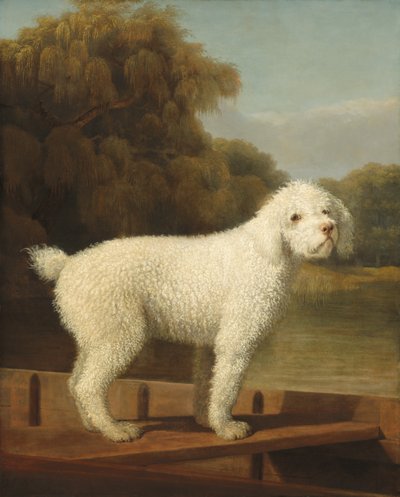 Caniche blanc dans une barque, vers 1780 - George Stubbs