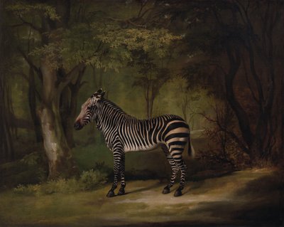 Zèbre, exposé en 1763 - George Stubbs