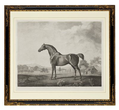 Sweetwilliam - George Townley Stubbs