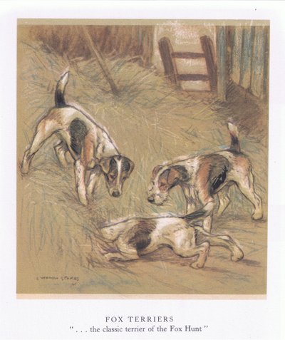Fox Terriers (colour litho) - George Vernon Stokes