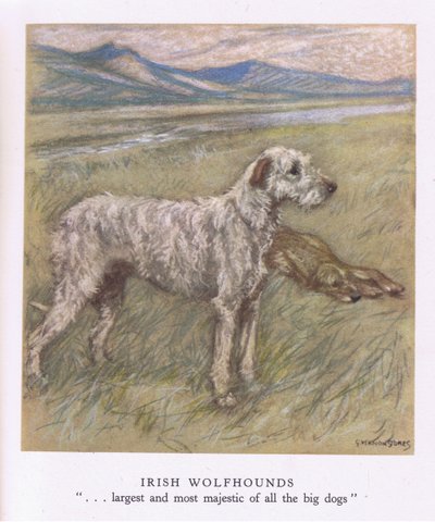 Irish Wolfhounds (lithographie couleur) - George Vernon Stokes