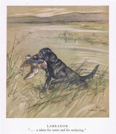 Labrador (colour litho) - George Vernon Stokes