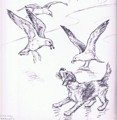 Rosie chassant les mouettes, extrait de Mudlarks publié par Collins - George Vernon Stokes
