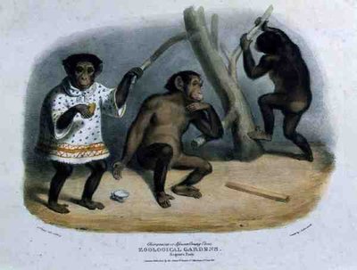 Chimpanzé ou orang-outan africain aux jardins zoologiques, Regent