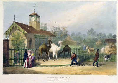 La maison des chameaux aux jardins zoologiques, Regent