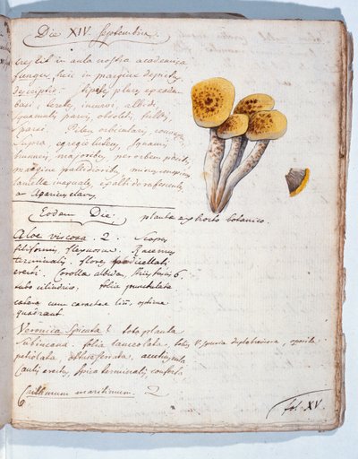 Illustration d