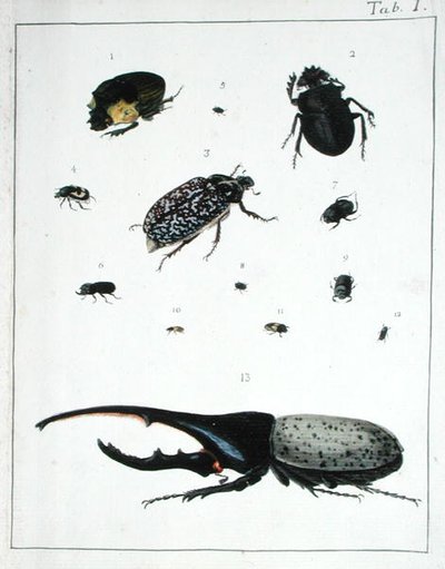 Divers coléoptères, planche I de 