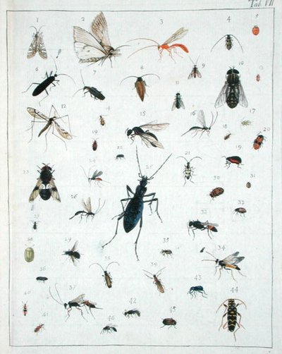 Divers insectes, planche VII de 