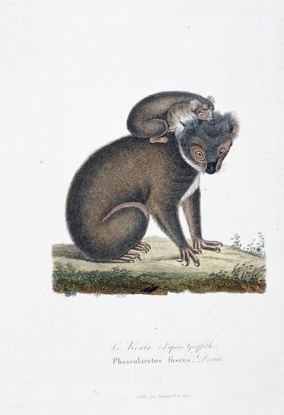 Histoire naturelle : tableau zoologique représentant le koala (d