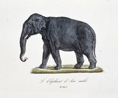 Histoire naturelle : Planche zoologique représentant l