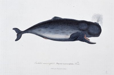 Histoire naturelle : Planche zoologique représentant le cachalot macrocephal, Physeter macrocephalus, Bonn - dans « Œuvres de Buffon » par le naturaliste Georges Louis Leclerc, Comte de Buffon (1707 - 1788). Gravure de 1837. - Georges Louis Leclerc
