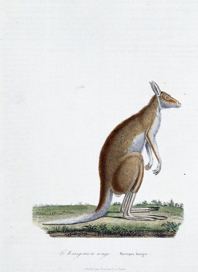 Histoire naturelle : tableau zoologique représentant le kangourou rouge dans « Œuvres complètes de Buffon » par le naturaliste Georges Louis Leclerc, Comte de Buffon (1707 - 1788). Gravure de 1837 - Georges Louis Leclerc