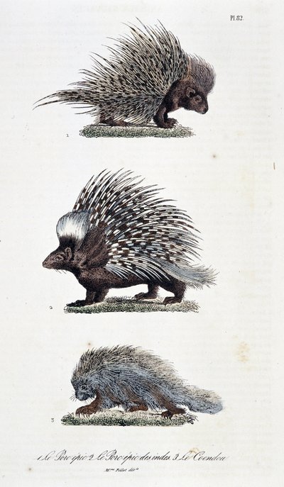 Histoire naturelle : tableau zoologique représentant 1. Le porc épique, 2. Le porc épique d