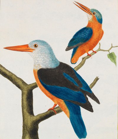 Histoire naturelle. Oiseaux. Planches enluminées, 1766-1782 - Georges Louis Leclerc de Buffon