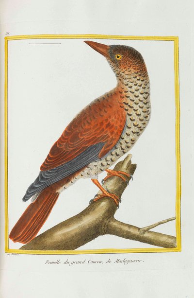 Histoire naturelle. Oiseaux. Planches enluminées, 1782 - Georges Louis Leclerc de Buffon