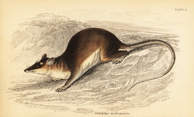 Opossum à quatre yeux brun, Metachirus nudicaudatus - Georges Robert Waterhouse