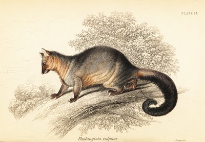 Phalanger renard, Trichosurus vulpecula - Georges Robert Waterhouse