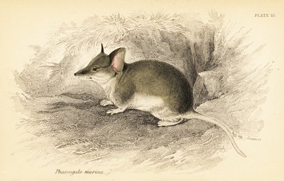 Dunnart commun, Sminthopsis murina - Georges Robert Waterhouse