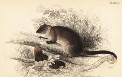 Possum à queue en anneau, Pseudocheirus peregrinus - Georges Robert Waterhouse