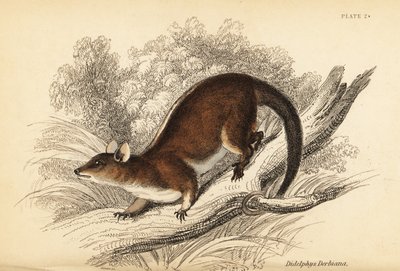 Opossum laineux de Derby, Caluromys derbianus - Georges Robert Waterhouse