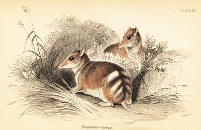 Bandicoot à bandes de l