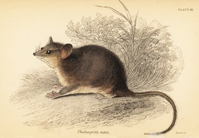 Possum pygmée de l