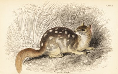 Quoll oriental, Dasyurus viverrinus. En danger - Georges Robert Waterhouse