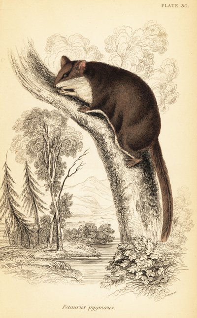 Planeur pygmée, Acrobates pygmaeus (gravure) - Georges Robert Waterhouse