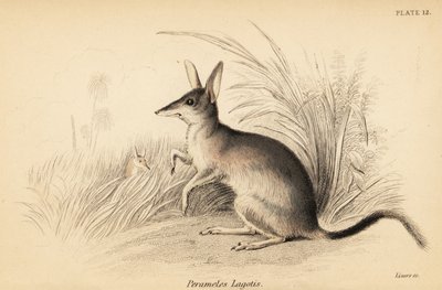 Grand bilby, Macrotis lagotis. En danger, 1841 - Georges Robert Waterhouse