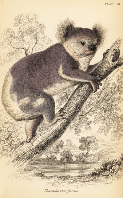 Koala, Phascolarctos cinereus (gravure) - Georges Robert Waterhouse