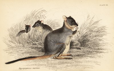 Potoroo à longs pieds, Potorous longipes. Vulnérable (gravure) - Georges Robert Waterhouse