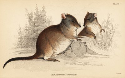 Potoroo à long nez, Potorous tridactylus tridactylus - Georges Robert Waterhouse