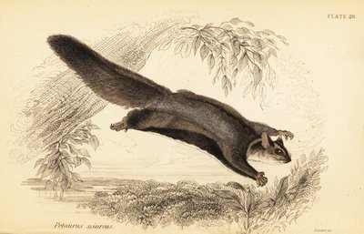 Planeur écureuil, Petaurus norfolcensis (gravure) - Georges Robert Waterhouse