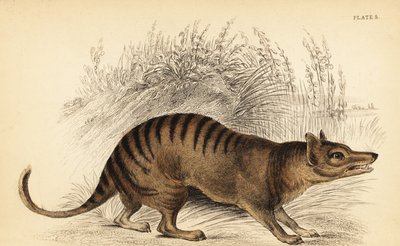 Tigre de Tasmanie, Thylacinus cynocephalus. Éteint, 1841 - Georges Robert Waterhouse