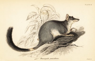 Tuan ou wambenger commun, Phascogale tapoatafa, 1841 - Georges Robert Waterhouse