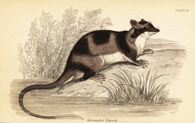 Opossum aquatique ou yapok, Chironectes minimus (gravure) - Georges Robert Waterhouse
