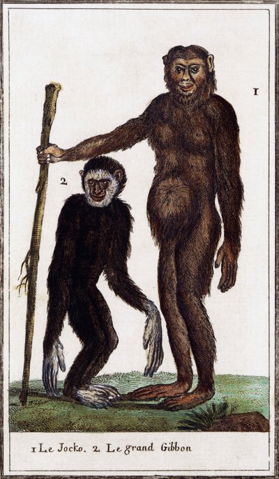 Jocko, chimpanzé ou gibbon, illustration de Histoire naturelle, par Georges-Louis Leclerc Comte de Buffon (1707-1788), gravure aquarellée - Georges de Buffon