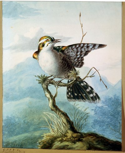 Un petit oiseau, 1798 - Georgius Jacobus Johannes van Os