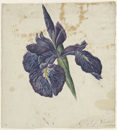 Iris - Georgius Jacobus Johannes van Os