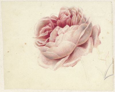 Rose rouge - Georgius Jacobus Johannes van Os