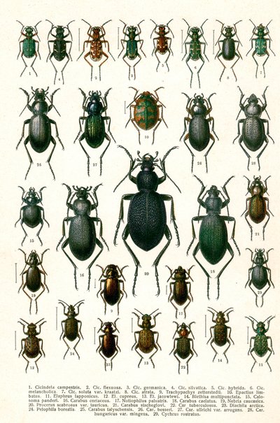 Gravure antique des variétés de coléoptères européens, c.1910 - Georgiy Jacobson