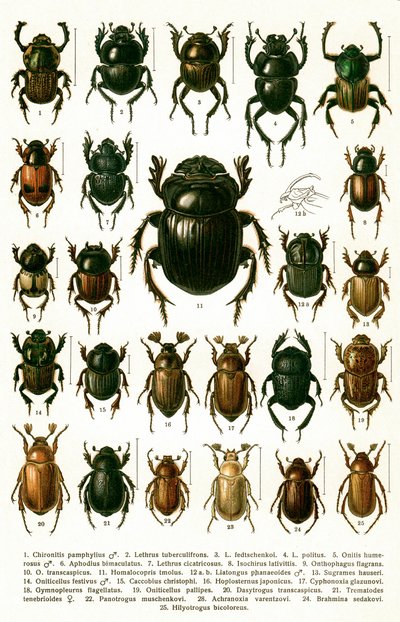 Estampe ancienne des variétés de coléoptères européens, vers 1910 (chromolithographie) - Georgiy Jacobson
