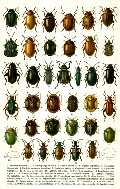 Gravure antique des variétés de coléoptères européens, vers 1910 - Georgiy Jacobson