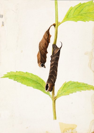 Chenille sphinx imitant une feuille morte enroulée..., début du XXe siècle - Gerald H. Thayer