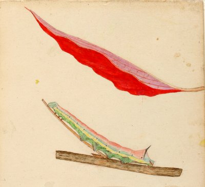Chenille "à dos de miroir", étude pour le livre Concealing Coloration in the Animal Kingdom - Gerald H. Thayer