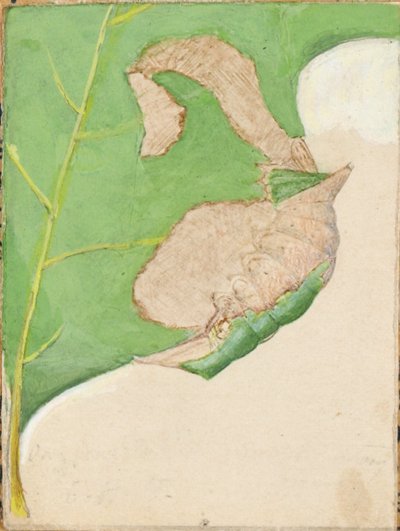 Chenille du bord de la feuille de chêne, début du 20e siècle - Gerald H. Thayer