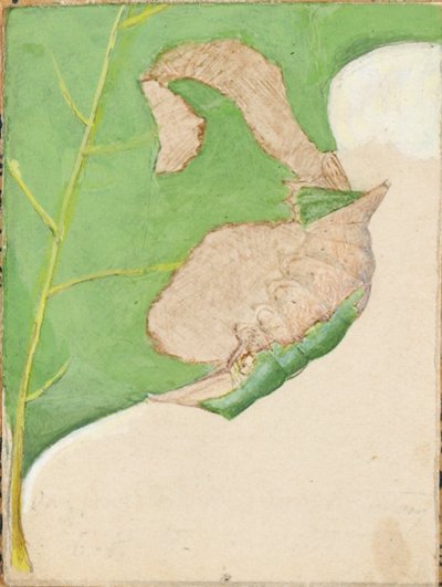 Chenille à feuilles de chêne, étude pour le livre "Concealing Coloration in the Animal Kingdom". - Gerald H. Thayer