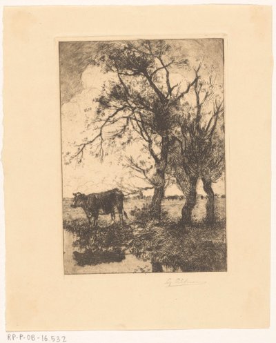 Vache au bord de l