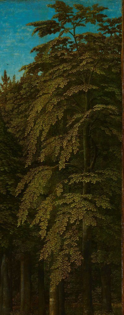 Vue dans une forêt, aile droite extérieure d